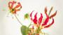 Pianta di Gloriosa superba rothschildiana - Foto: Unsplash