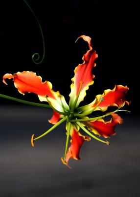 Fiore di Gloriosa superba - Foto: Pixabay