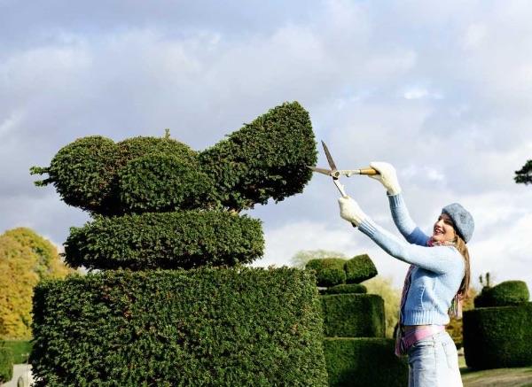 Shaping of a hedge