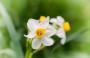 Lavori giardino settembre Narciso bianco