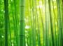 Orticolario: la pianta protagonista dell'edizione 2022 sarà il bambù