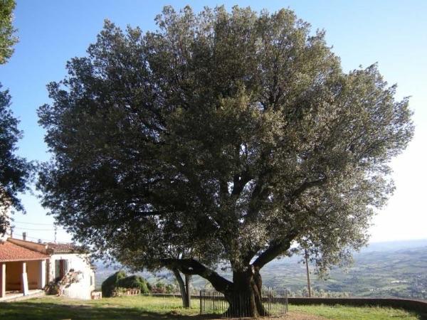 Large holm oak