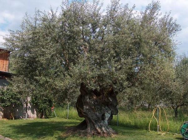 Garden olive tree