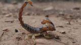Scorpioni in casa: come eliminarli