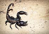 Scorpione in posizione di difesa