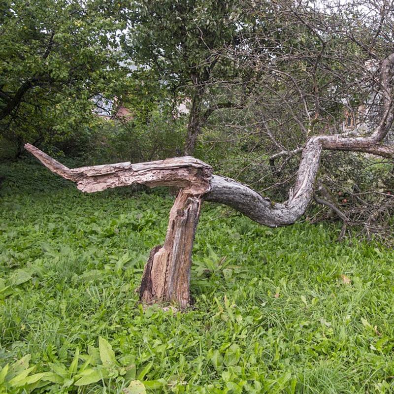 Caduta albero per sfibratura del tronco