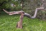 Caduta albero per sfibratura del tronco