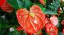 Piante fiorite da interno: Anthurium rosso - Foto: Pixabay