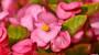 Piante da interno con fiori: Begonia - Foto: Unsplash