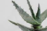Aloe vera - Foto: Unsplash