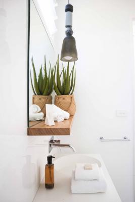 Pianta per interni, Aloe vera - Foto: Unsplash