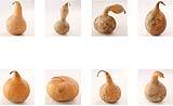 Alcuni esempi delle forme di Zucca Lagenaria in vendita sul sito