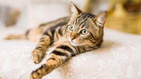 Cucce per gatti: come sceglierle e dove posizionarle