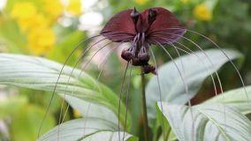 Pianta Pipistrello: il fiore pauroso per Halloween