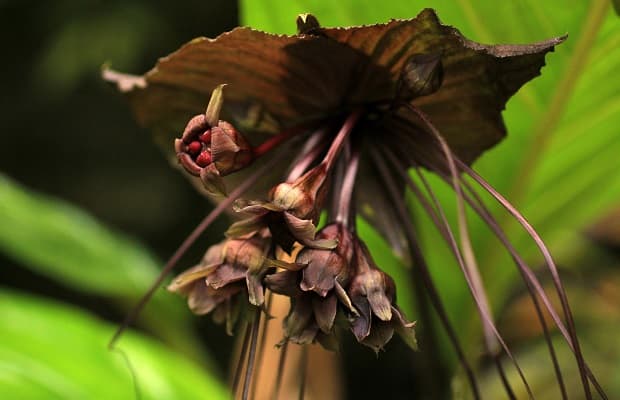 Flor de murciélago marrón