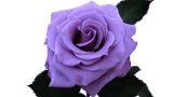 Rose blu naturali coltivazione e cure