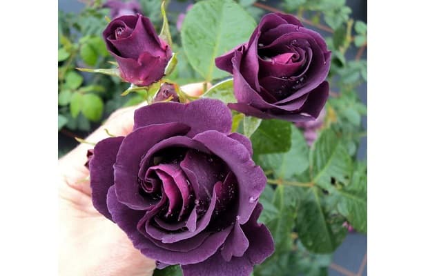 Rose blu naturali coltivazione e cure 