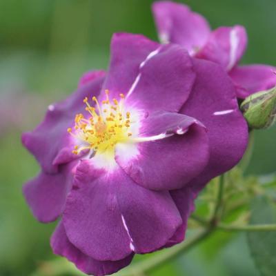 Rose blu naturali Rhapsody in blue da Amazon