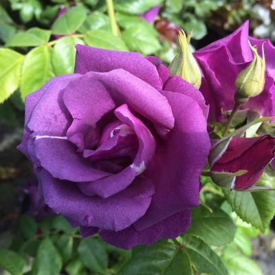Rosa blu Rhapsody in blue fiore da Amazon