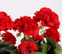 Petali del vaso con fiori finti Geranio di Maisons du Monde