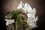 Orchidea di Arte Fiore