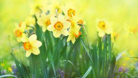 Fiore di Narciso: caratteristiche e coltivazione
