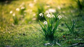 Pianta di Bucaneve: come coltivare il fiore della speranza