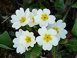fiori primula bianchi