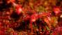 Drosera, pianta mangia insetti - Foto: Pixabay