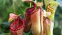 Pianta carnivora da interno: Nepenthes - Foto: Unsplash