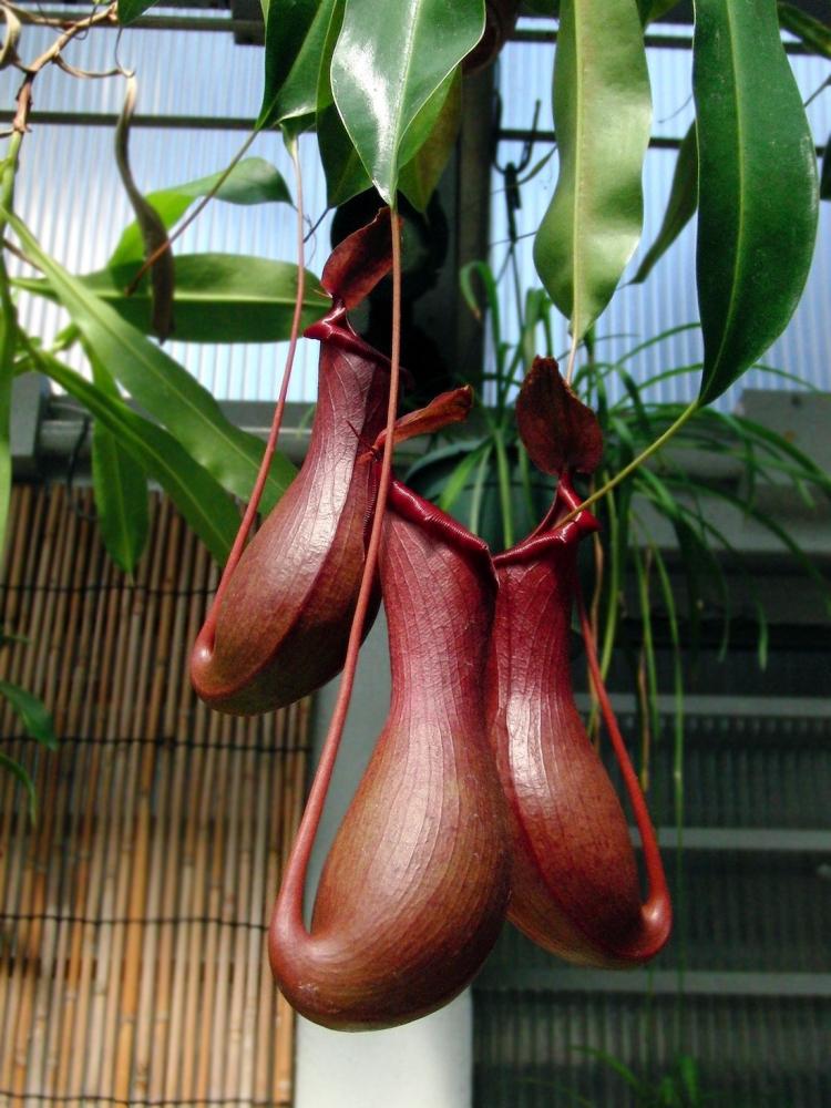 Nepenthes - Foto: Pixabay