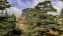Albero sempreverde da giardino: cedro del Libano - Foto: Pixabay