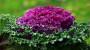 Brassica ornamentale - Foto: Pixabay