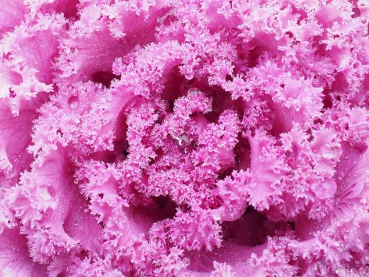 Cavolo ornamentale rosa - Foto: Pixabay