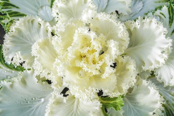 Cavolo ornamentale bianco - Foto: Pixabay