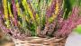 Calluna vulgaris in vaso - Foto: Pixabay