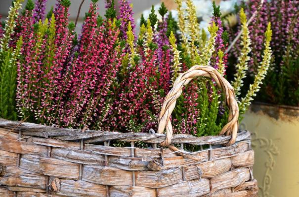 Cesto con piante di erica invernale - Foto: Pixabay