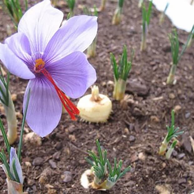 100 Bulbi Di Zafferano Crocus Sativus Calibro 8/9 - Coltivazione Pianta Di Zafferano