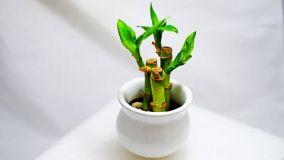 Bambù in vaso: ecco come coltivarlo e prendersene cura