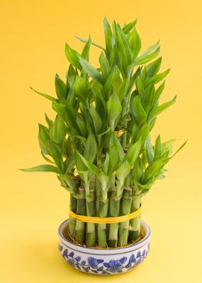 Bambù della fortuna in vaso