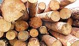 Tronchi d'albero, la materia prima delle travi di legno massiccio