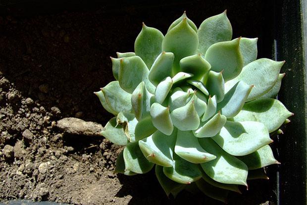 Echeveria, pianta grassa che cresce in larghezza