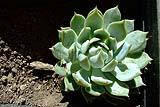 Echeveria, pianta grassa che cresce in larghezza