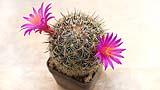 Un cactus in fiore