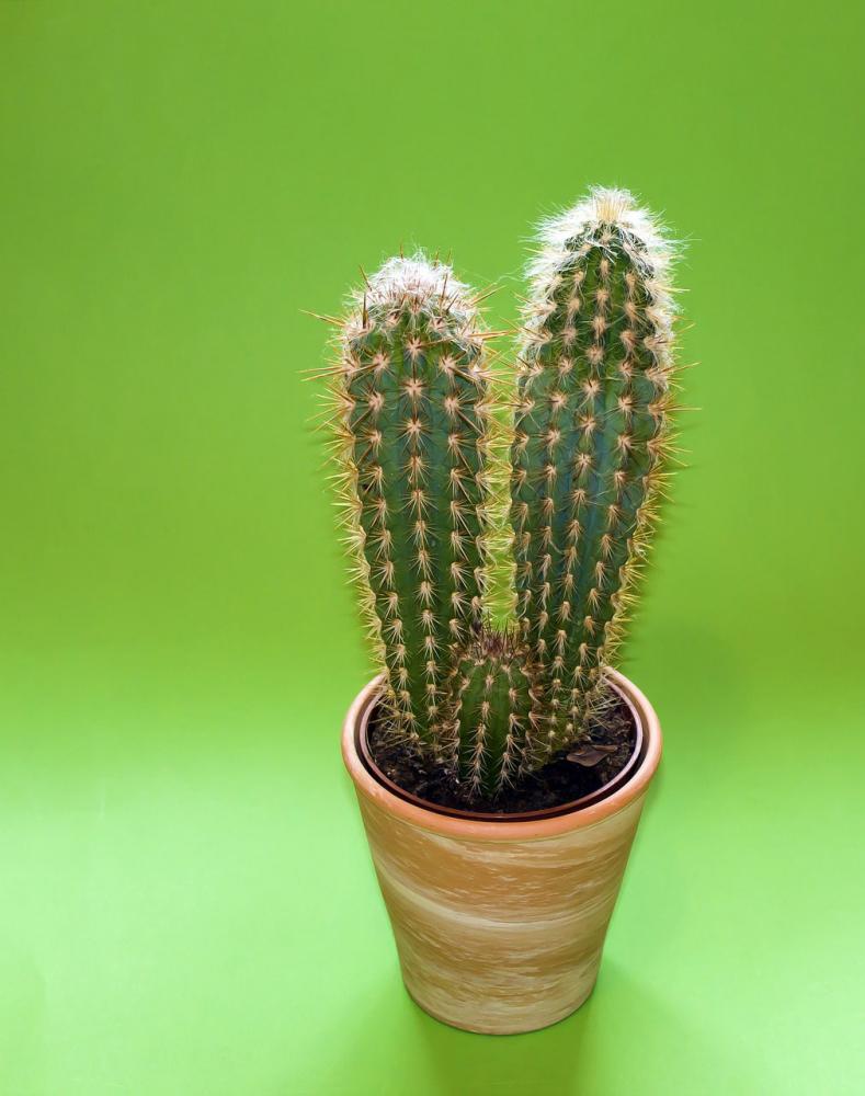 Un piccolo cactus