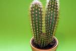 Un piccolo cactus