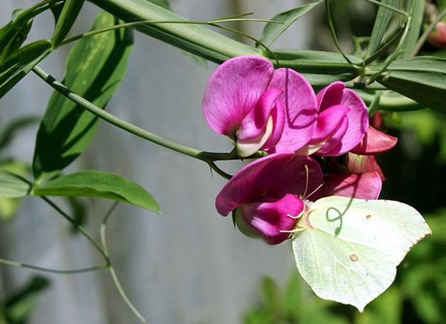 Fiore bianco di pisello odoroso con farfalla