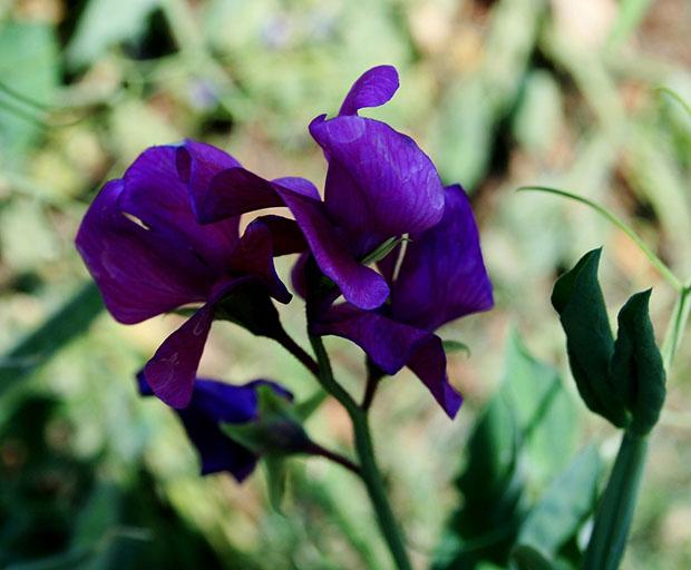 Fiore viola di pisello odoroso