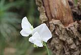 Fiore pisello odoroso bianco