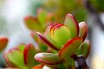 Crassula ovata con foglie verdi e rosse - Foto: Pixabay